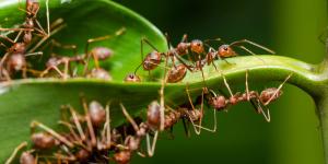 Los insecticidas están bien, pero estos sencillos trucos caseros pueden ayudarte a eliminar las hormigas del jardín sin dañar las plantas