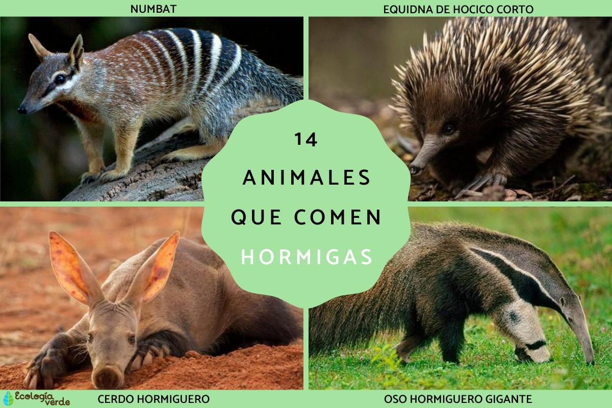 Animales que comen hormigas