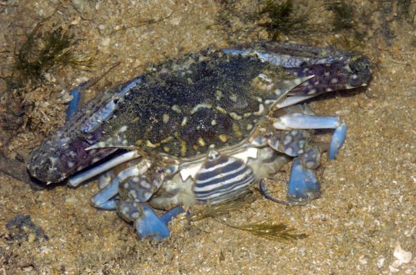 Tipos de cangrejos - Cangrejo azul nadador (Portunus pelagicus)