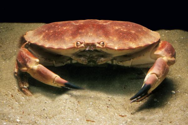 Tipos de cangrejos - Cangrejo buey de mar (Cancer pagurus)