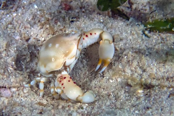 Tipos de cangrejos - Cangrejo de guijarros (Leucosia anatum)