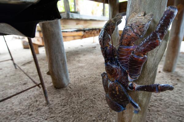 Tipos de cangrejos - Cangrejo de los cocoteros (Birgus latro) 