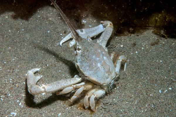 Tipos de cangrejos - Cangrejo enmascarado (Corystes cassivelaunus) 