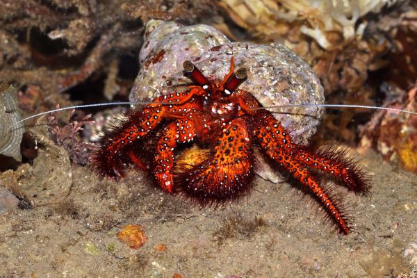 Tipos de cangrejos - Cangrejo ermitaño de pintas blancas (Dardanus megistos)