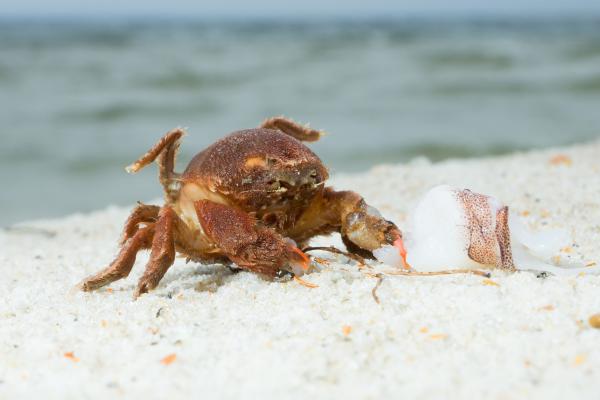 Tipos de cangrejos - Cangrejo esponja (Dromia personata)