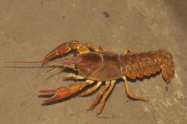 Tipos de cangrejos - Cangrejo europeo de río (Austropotamobius pallipes)