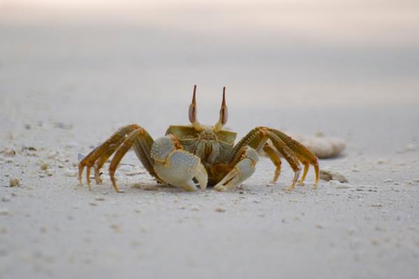 Tipos de cangrejos - Cangrejo fantasma cornudo (Ocypode ceratophthalmus)