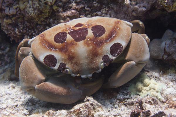 Tipos de cangrejos - Cangrejo grande manchado (Carpilius maculatus)