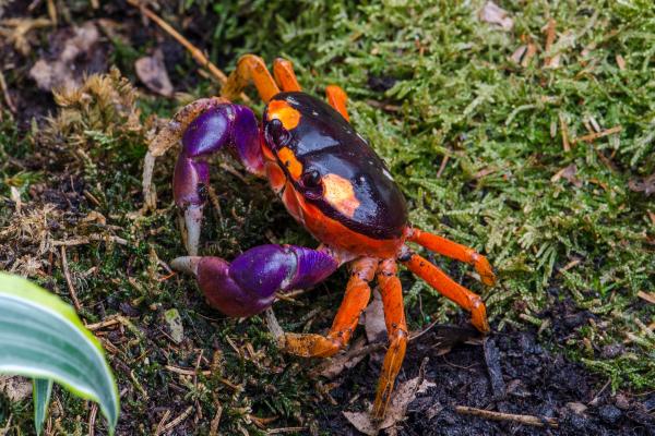 Tipos de cangrejos - Cangrejo Halloween (Gecarcinus quadratus)