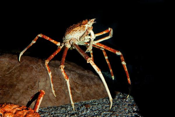 Tipos de cangrejos - Cangrejo japonés gigante (Macrocheira kaempferi) 