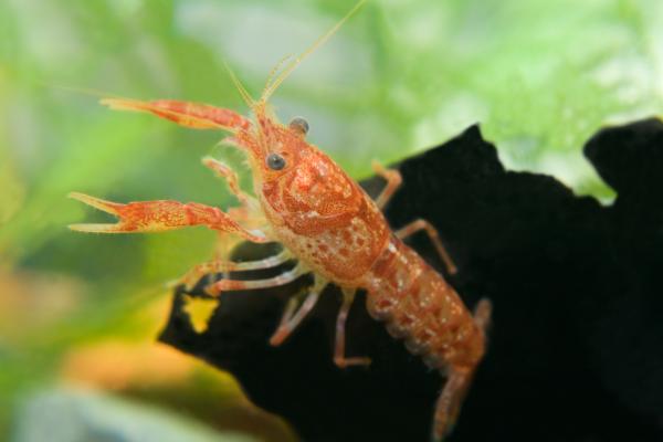 Tipos de cangrejos - Cangrejo mexicano de río o acocil (Cambarellus patzcuarensis)