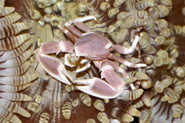 Tipos de cangrejos - Cangrejo porcelana de las anémonas (Neopetrolisthes maculatus)