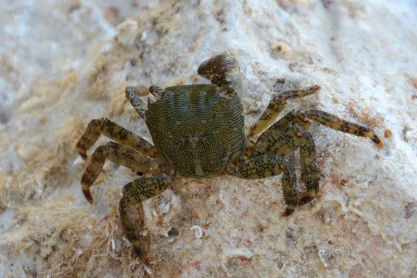 Tipos de cangrejos - Cangrejo zapatero (Pachygrapsus marmoratus)