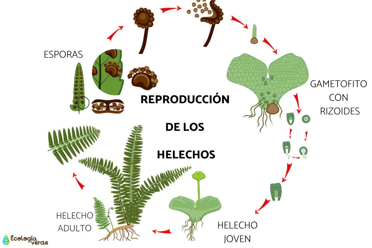 Cómo se reproducen los helechos