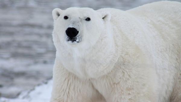 Los cruces entre especies se multiplican en Canadá, Escocia e Italia y amenazan el equilibrio de ecosistemas frágiles - El deshielo del Ártico favorece el encuentro entre osos polares y grizzlies