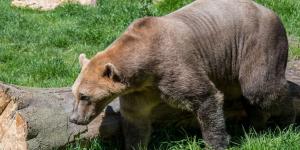 Los cruces entre especies se multiplican en Canadá, Escocia e Italia y amenazan el equilibrio de ecosistemas frágiles