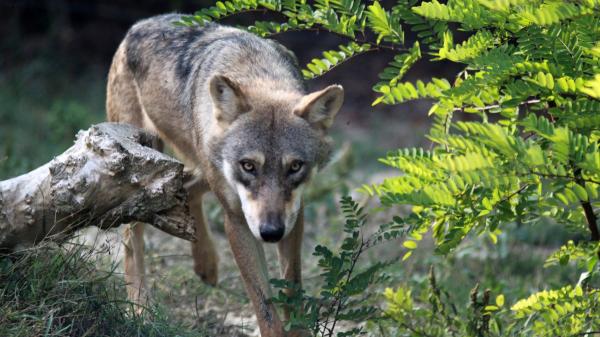 Los cruces entre especies se multiplican en Canadá, Escocia e Italia y amenazan el equilibrio de ecosistemas frágiles - Los híbridos entre perros y lobos también avanzan por distintas zonas de Europa