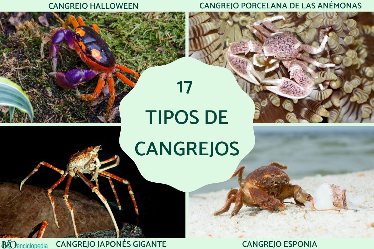 Tipos de cangrejos