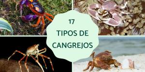 Tipos de cangrejos