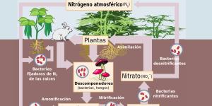 Ciclo del nitrógeno: qué es, etapas e importancia