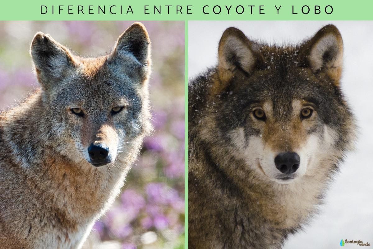 Diferencia entre coyote y lobo