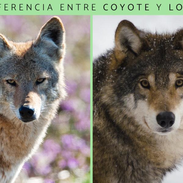 cual es la diferencia entre un coyote y un coydog