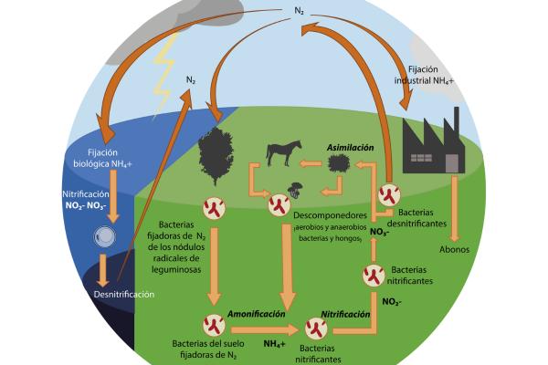 Ciclo del nitrógeno: qué es, etapas e importancia - Etapas del ciclo del nitrógeno