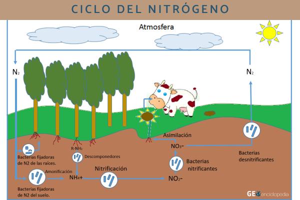 Ciclo del nitrógeno: qué es, etapas e importancia - Qué es el ciclo del nitrógeno y características