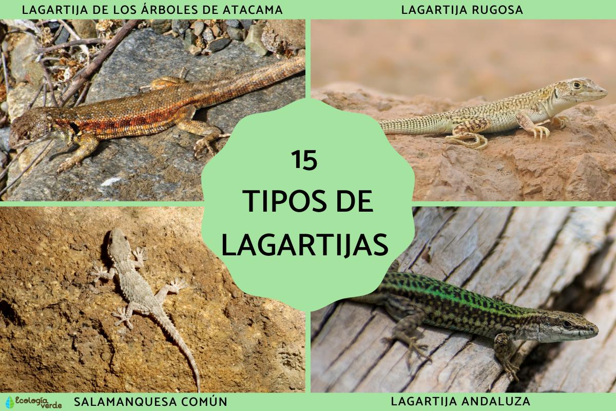 Tipos de lagartijas