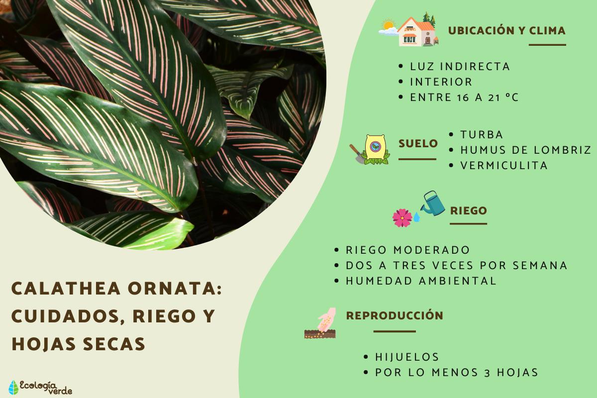 Calathea ornata: cuidados, riego y hojas secas