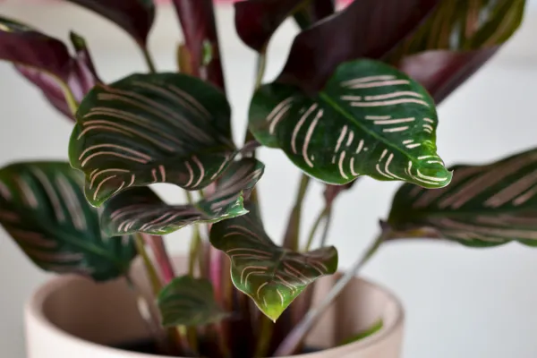 Calathea ornata: cuidados, riego y hojas secas - Gua completa