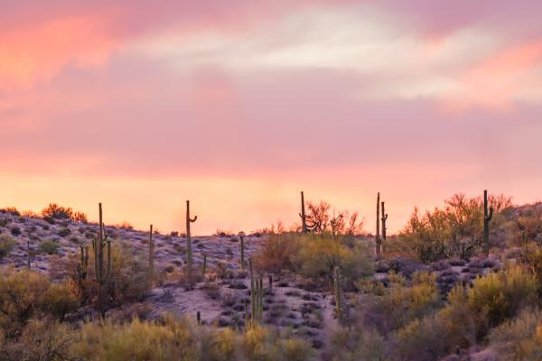 Clima desértico: qué es, características, temperatura, flora y fauna - Flora del clima desértico
