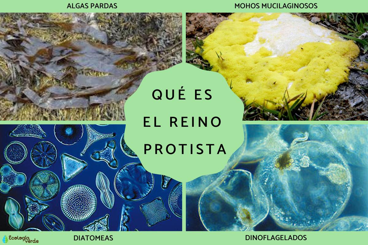 Reino Protista: qué es, características, clasificación y ejemplos 