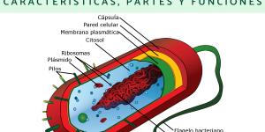 Célula procariota: qué es, características, partes y funciones