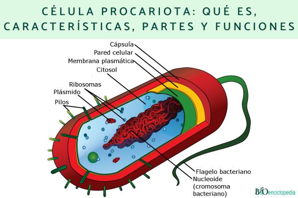 Célula procariota: qué es, características, partes y funciones