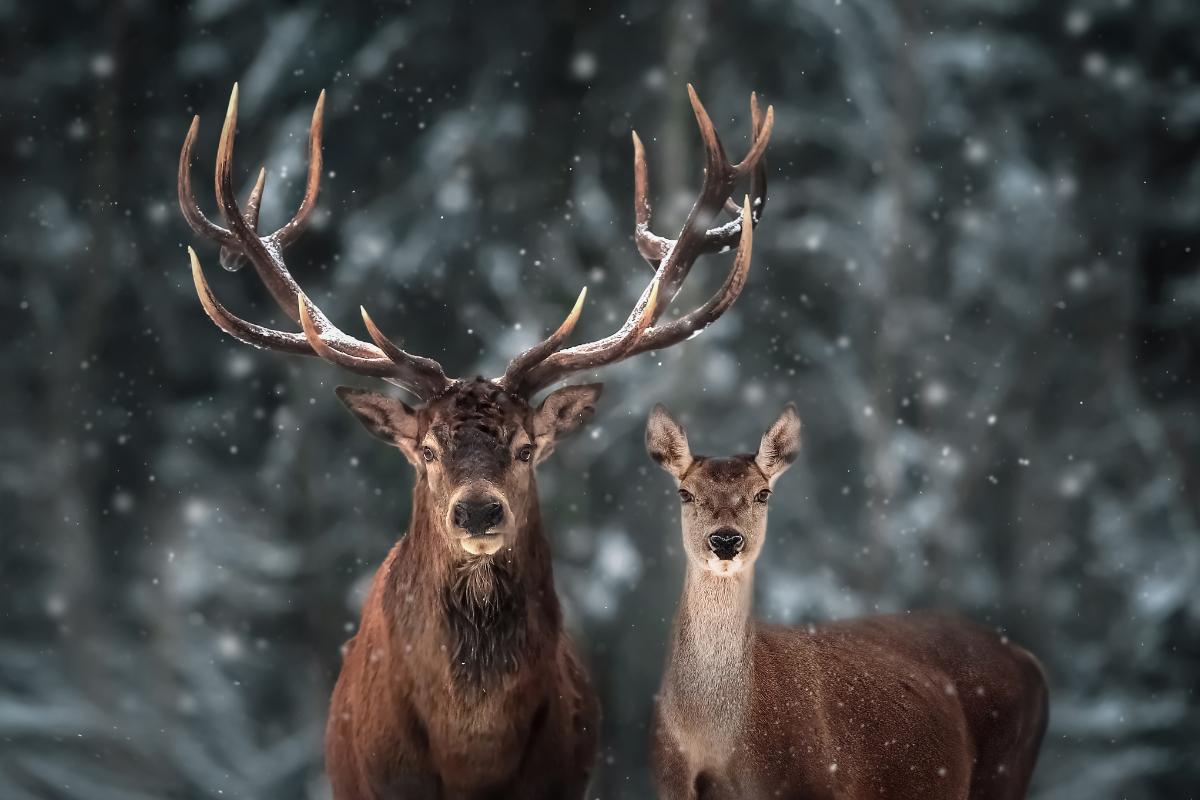 Diferencia entre ciervo y venado