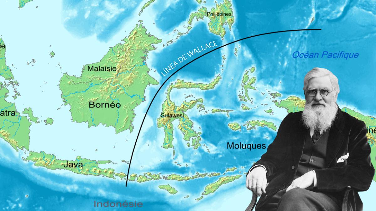 Josefina Bordino, ambientóloga, sobre la Línea de Wallace, una frontera imaginaria que separa dos continentes: "Los animales no pueden cruzarla por este motivo"