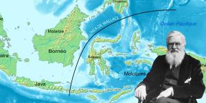 Josefina Bordino, ambientóloga, sobre la Línea de Wallace, una frontera imaginaria que separa dos continentes: "Los animales no pueden cruzarla por este motivo"