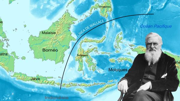 Josefina Bordino, ambientóloga, sobre la Línea de Wallace, una frontera imaginaria que separa dos continentes: "Los animales no pueden cruzarla por este motivo"