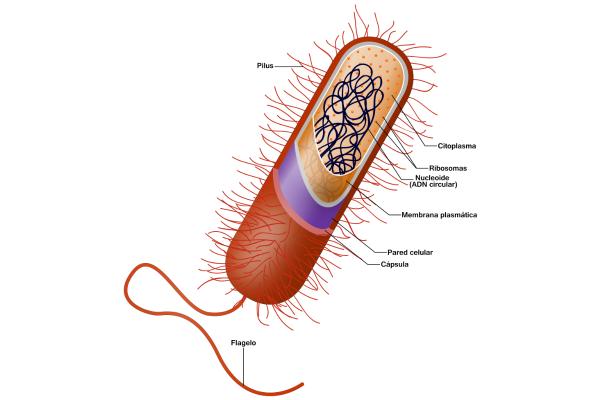 Célula procariota: qué es, características, partes y funciones - Partes de la célula procariota
