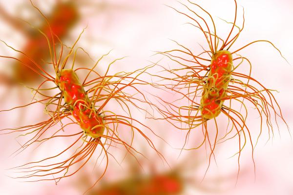 Célula procariota: qué es, características, partes y funciones - Qué es una célula procariota