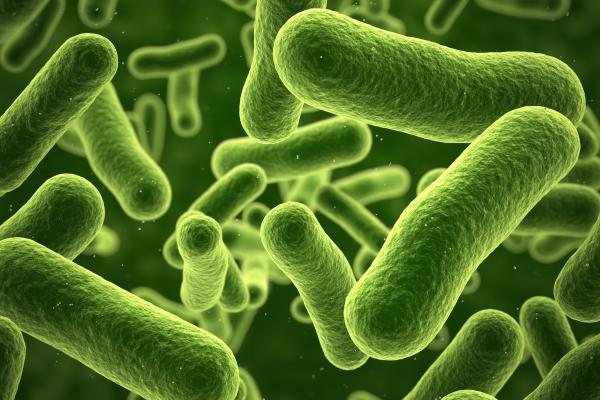 Célula procariota: qué es, características, partes y funciones - Tipos de células procariotas