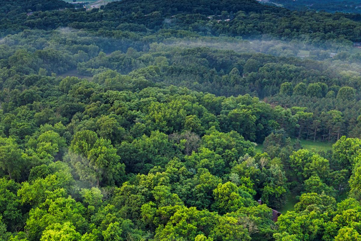 Gran Muralla Verde de China: qué es, dónde está y por qué se construyó