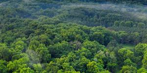 Gran Muralla Verde de China: qué es, dónde está y por qué se construyó