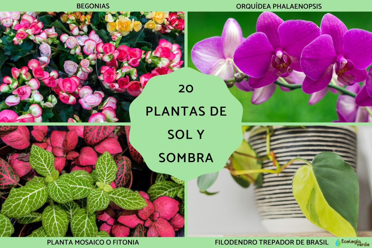 Plantas de sol y sombra
