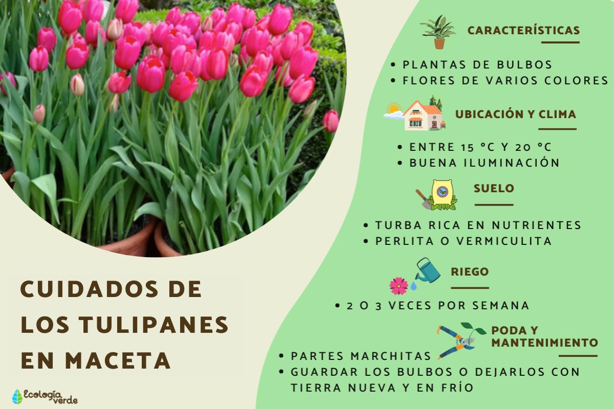 Tulipanes en maceta: cuidados, cómo plantarlos, sol o sombra y riego