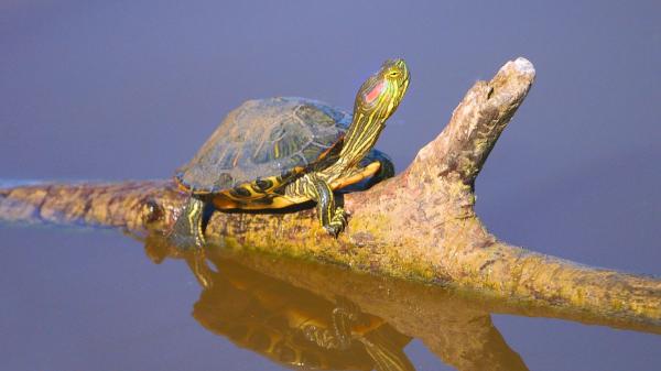 Miles de personas la tuvieron como mascota y hoy es una de las especies invasoras más preocupantes de España - Así pone en peligro a los galápagos y a los ecosistemas acuáticos españoles
