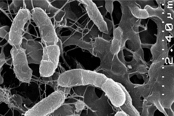 Quimiosíntesis: qué es, fases y organismos - Cuáles son los organismos quimiosintéticos