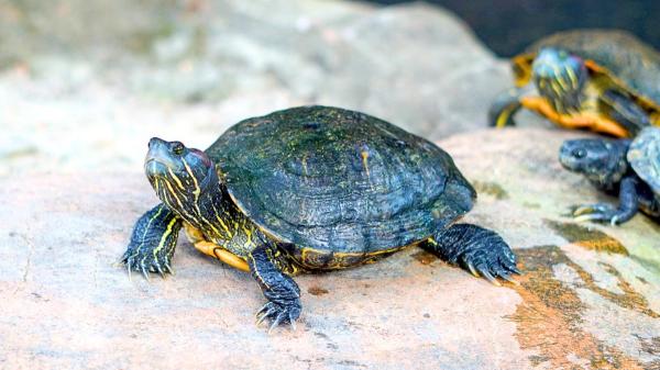 Miles de personas la tuvieron como mascota y hoy es una de las especies invasoras más preocupantes de España - La mascota que terminó convirtiéndose en una especie invasora