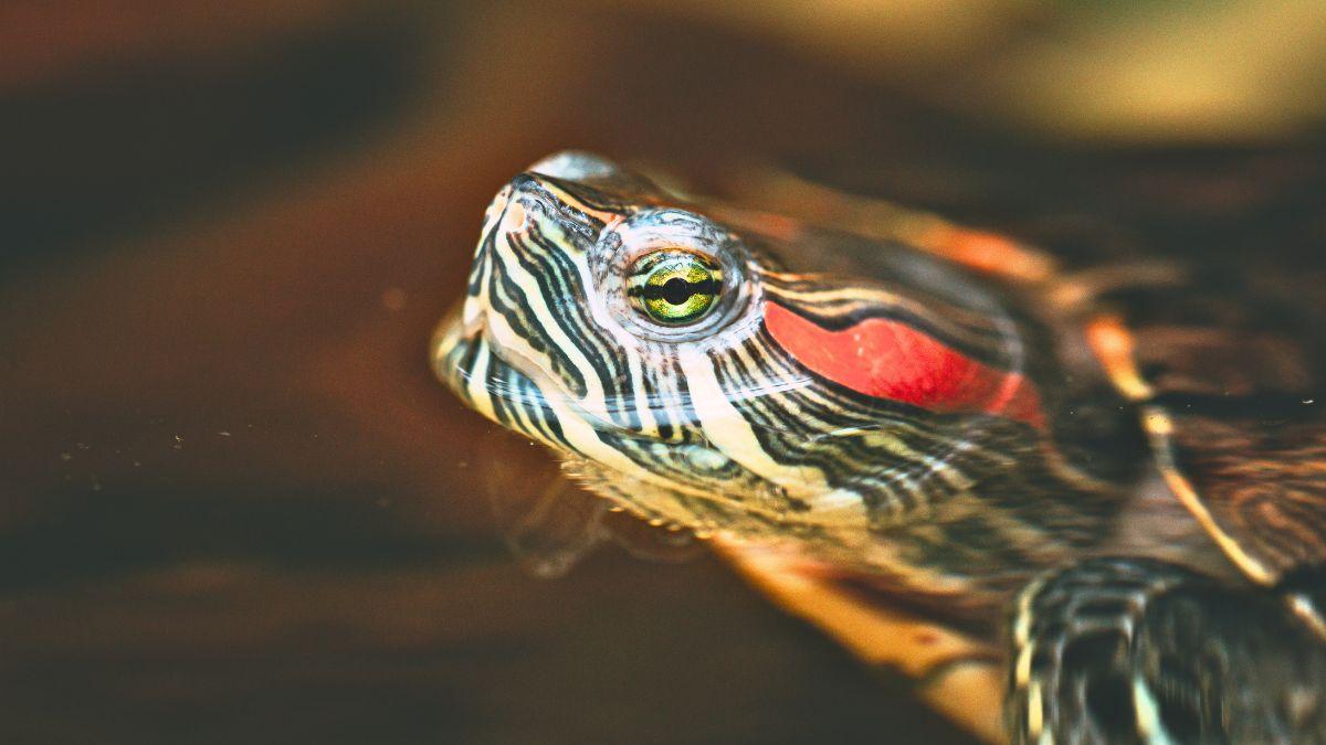 Miles de personas la tuvieron como mascota y hoy es una de las especies invasoras más preocupantes de España